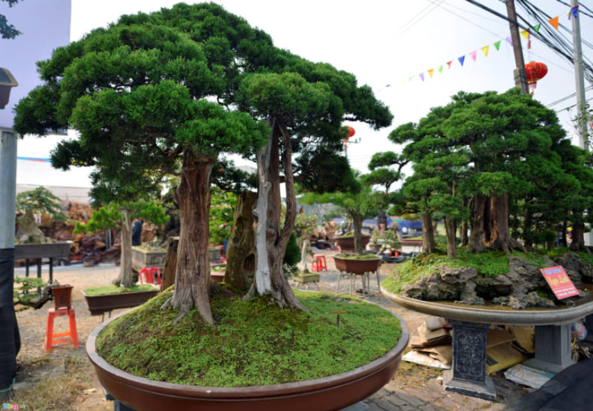 Cây tùng cối thế
